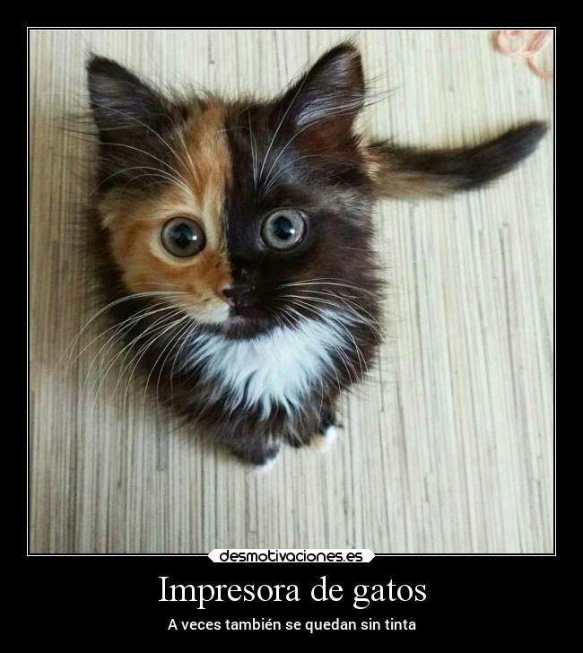 Impresora de gatos - 