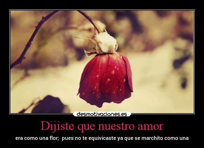 Dijiste que nuestro amor - era como una flor;  pues no te equivicaste ya que se marchito como una