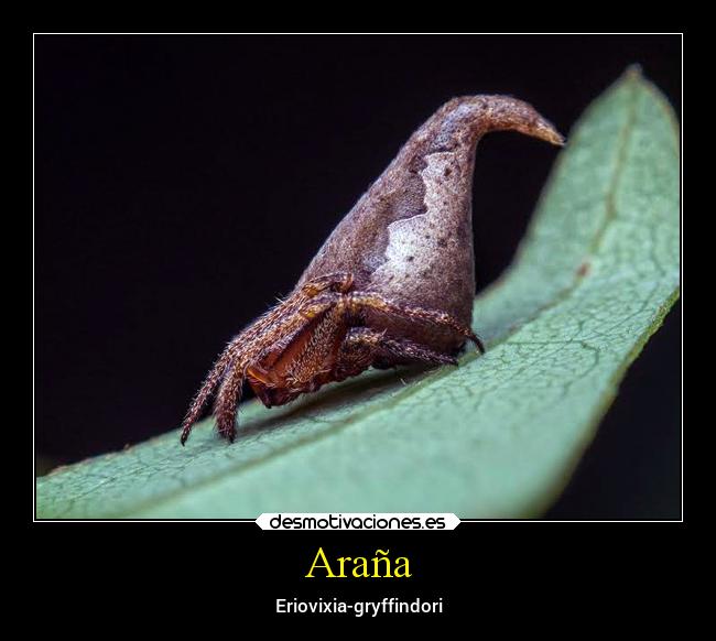 Araña - 