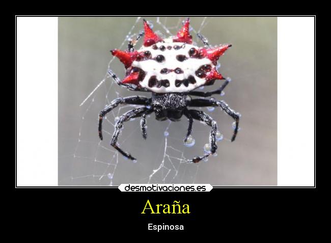 Araña -