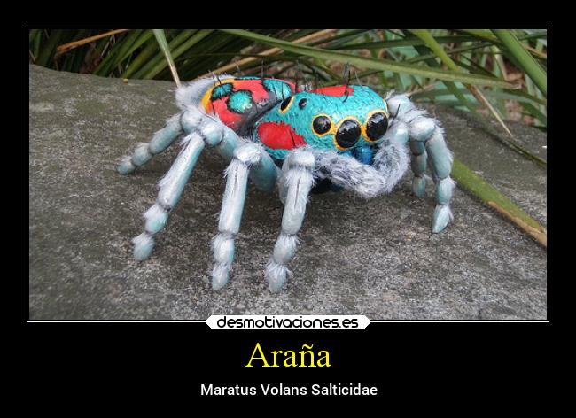 Araña - 