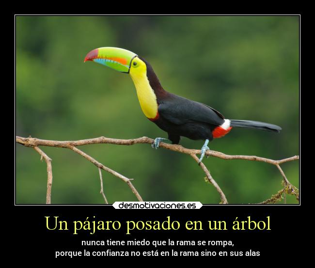 carteles confianza desmotivaciones