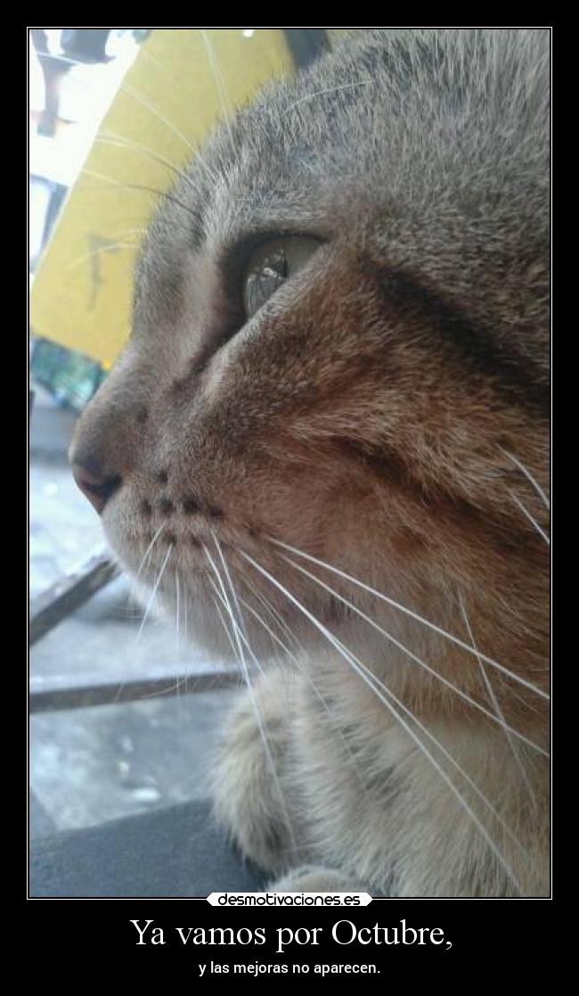 carteles desmotivaciones gatos slipkvenaver waltk pendejo mejoras toyaburrido remindmelater white desmotivaciones