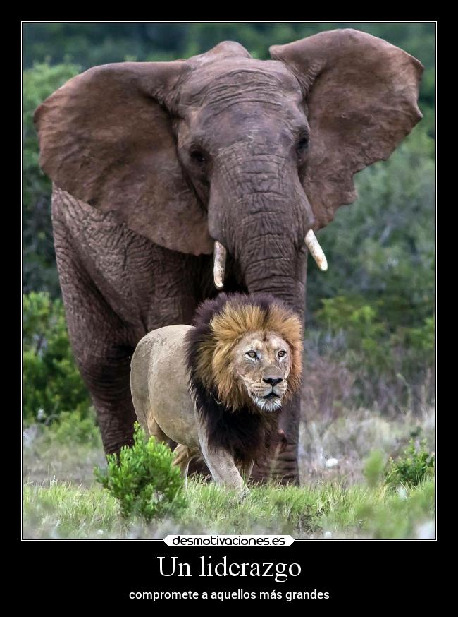 Un liderazgo -