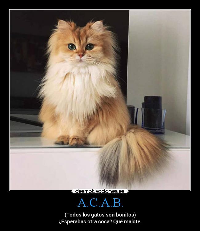 A.C.A.B. - (Todos los gatos son bonitos)
¿Esperabas otra cosa? Qué malote.
