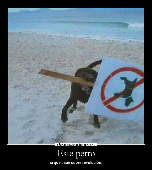 Este perro - si que sabe sobre revolución.