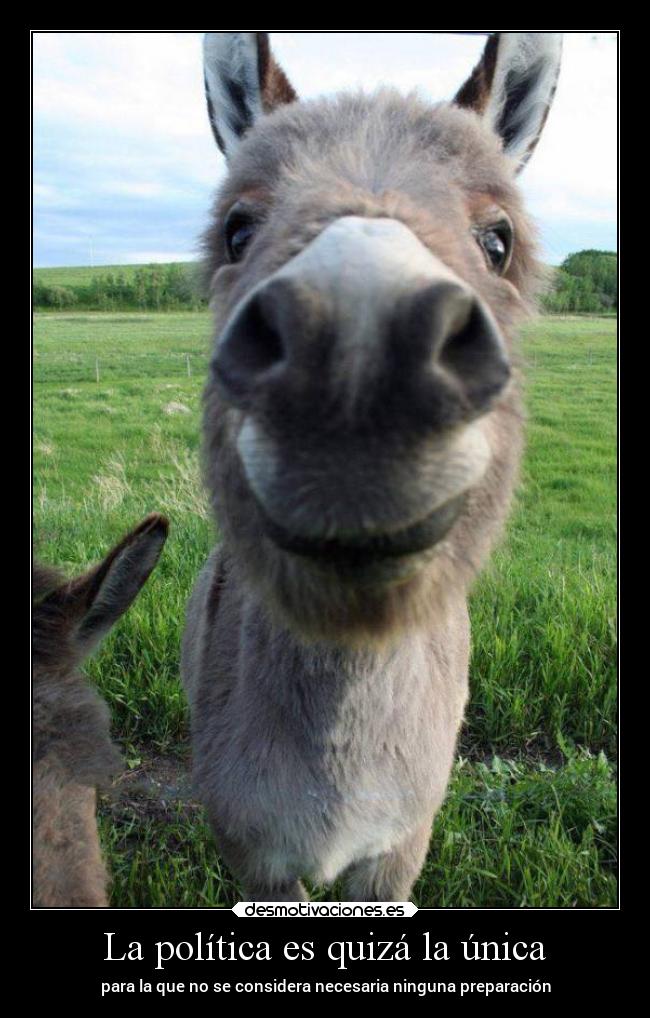 La política es quizá la única -