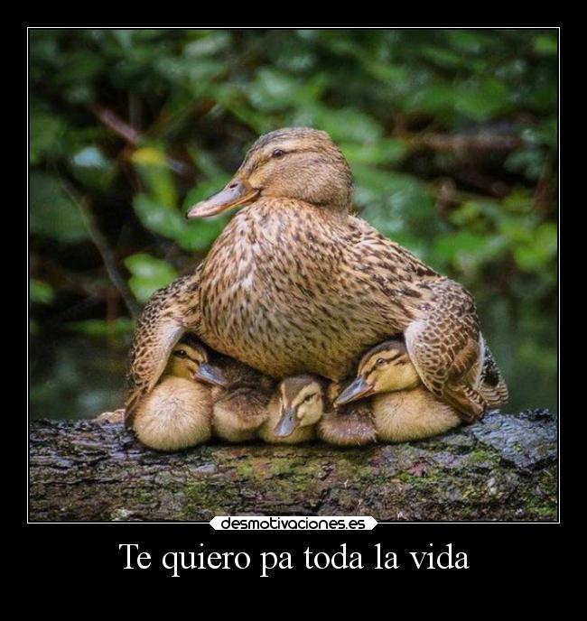 Te quiero pa toda la vida -