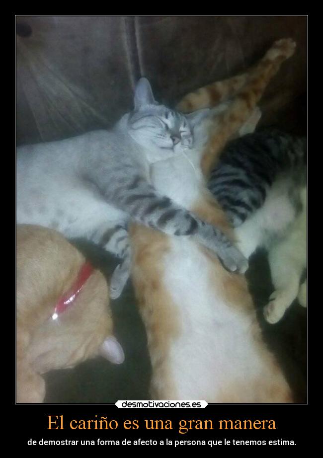 carteles vida gatos amor afecto amarillo gris chopper igbt desmotivaciones