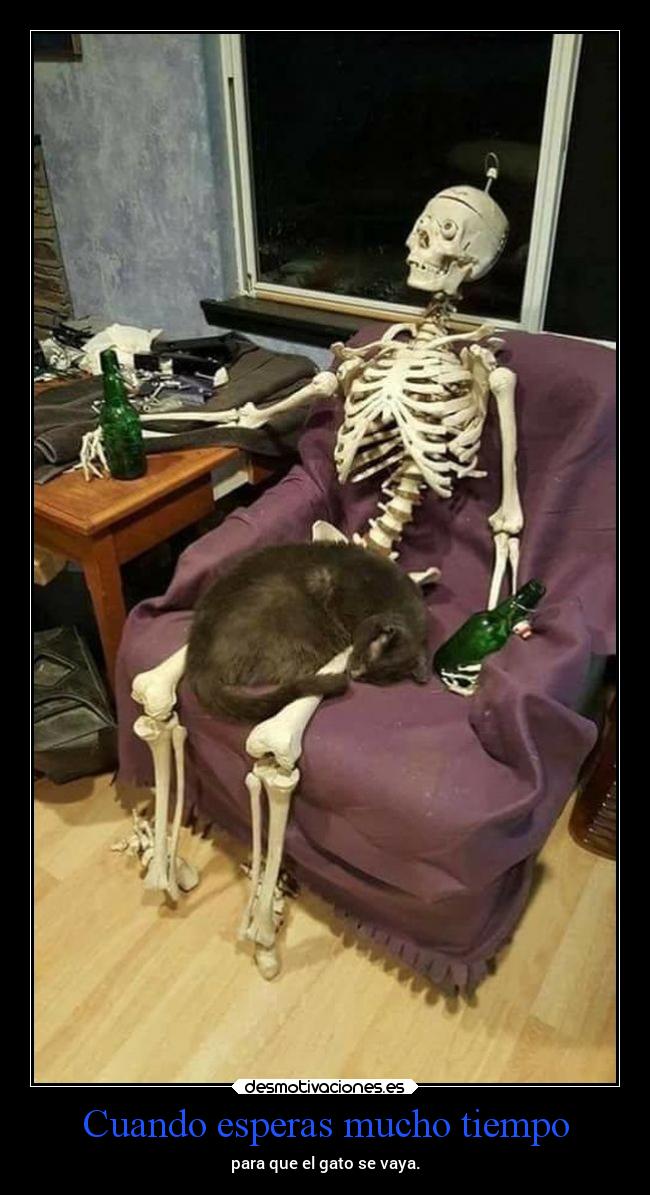 carteles vida humor tuenti gatos flojera esperar desmotivaciones
