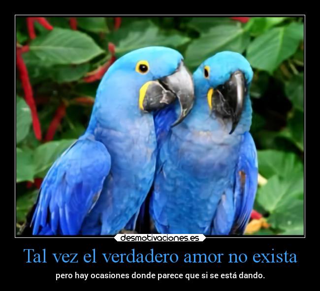 carteles amor vida verano pajaros parecidos aaa los pelicula rio brasil chopper igbt bosque lugares miticos desmotivaciones