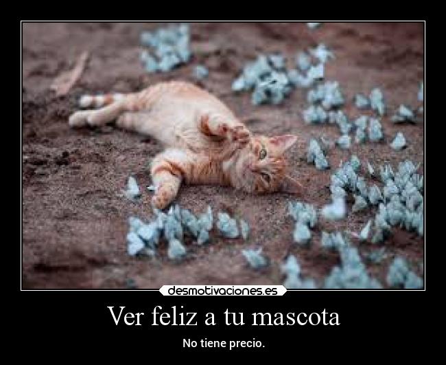 Ver feliz a tu mascota - No tiene precio.