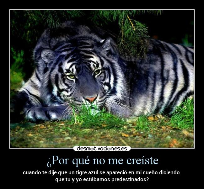 ¿Por qué no me creíste - cuando te dije que un tigre azul se apareció en mi sueño diciendo
que tu y yo estábamos predestinados?