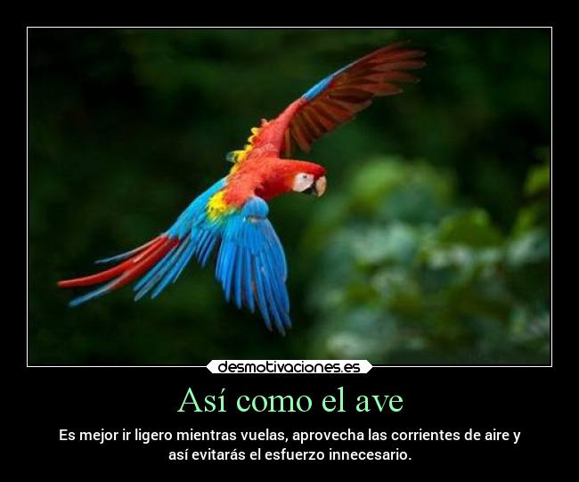Así como el ave - Es mejor ir ligero mientras vuelas, aprovecha las corrientes de aire y
así evitarás el esfuerzo innecesario.
