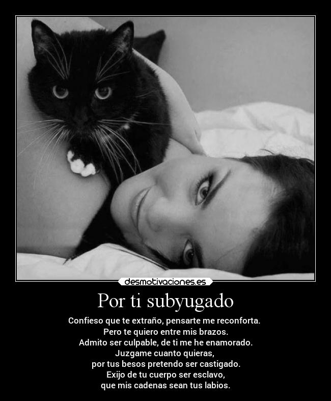 carteles sentimientos amor gatosygatosymasgatos dosguiond labratzeresmimundo canticobratztito tiamu desmotivaciones