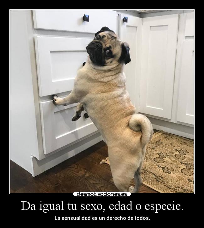 carteles sexo humor animales perro perrete animaladas dougthepug desmotivaciones