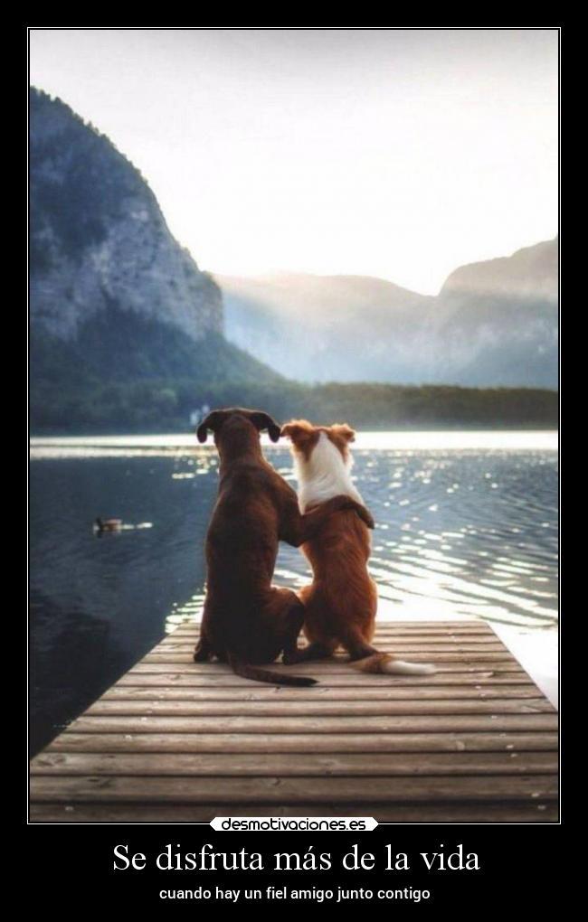 carteles vida amor desmotivaciones