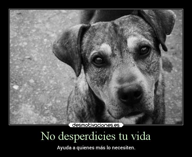 carteles vida amor animales desmotivaciones