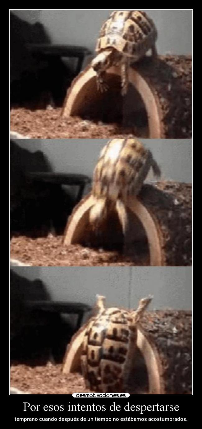 carteles vida animales humor despertarse temprano mipropiouniverso cosasdelavida desmotivaciones