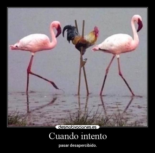 Cuando intento -