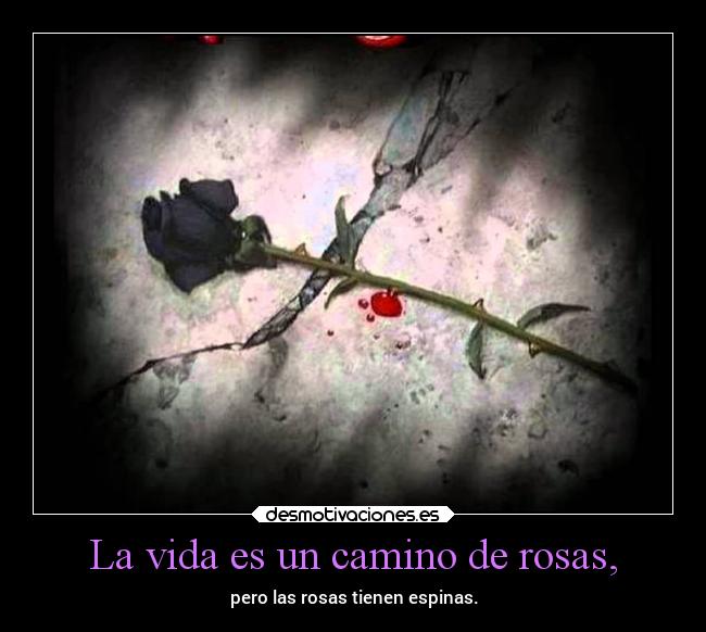 La vida es un camino de rosas, - 