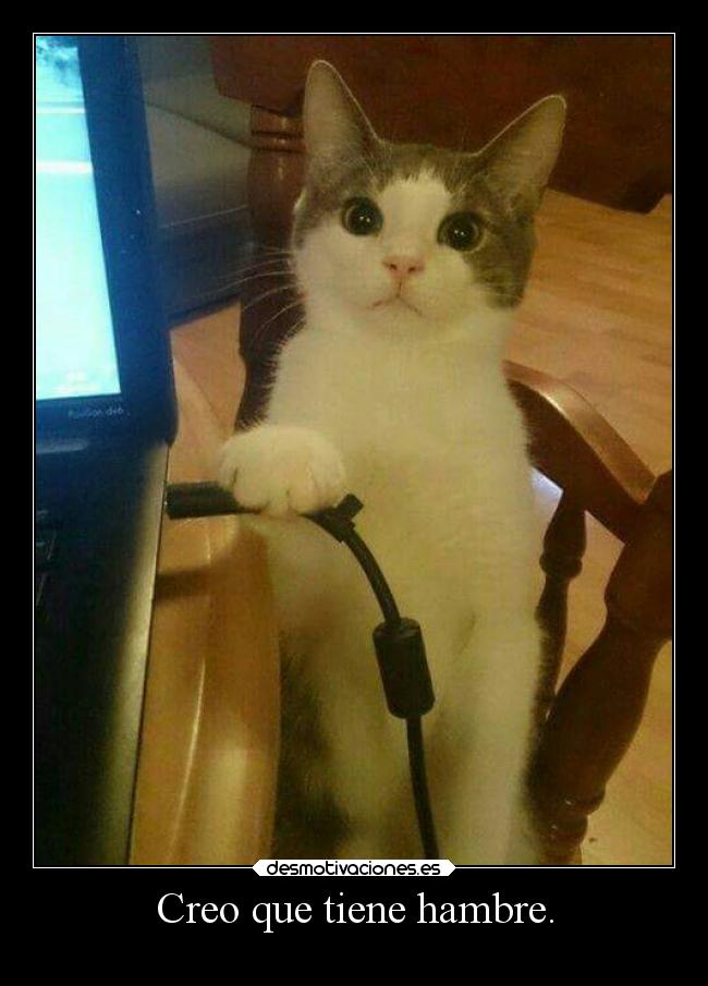 Creo que tiene hambre. -