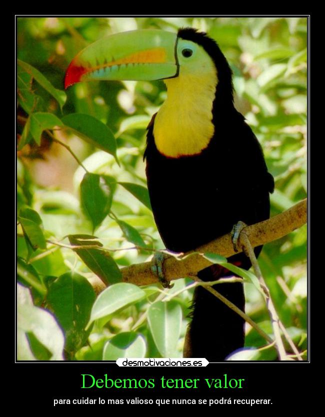 carteles vida naturaleza asj aep pkf tmlcbr tucan extincion valor desmotivaciones
