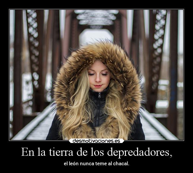 En la tierra de los depredadores, - el león nunca teme al chacal.