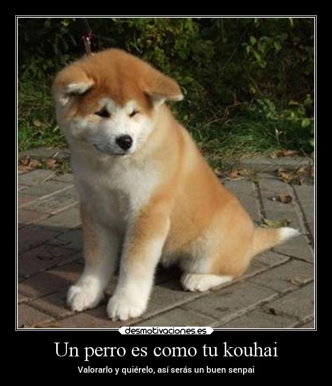 carteles animales amor desmotivaciones