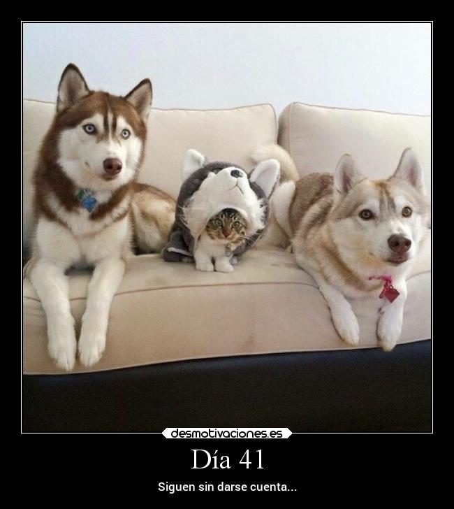 Día 41 - Siguen sin darse cuenta...
