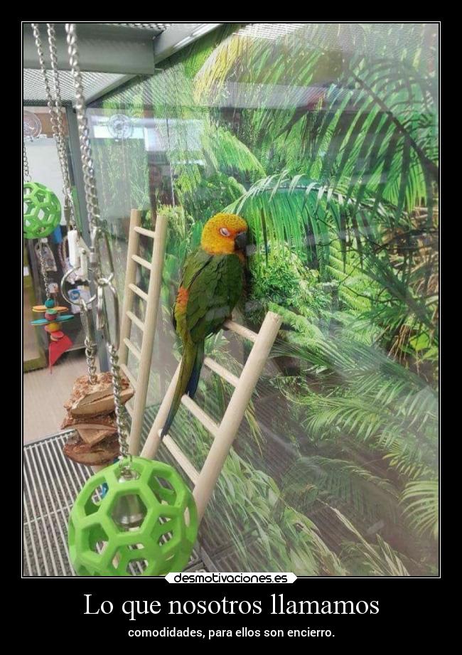 Lo que nosotros llamamos - 