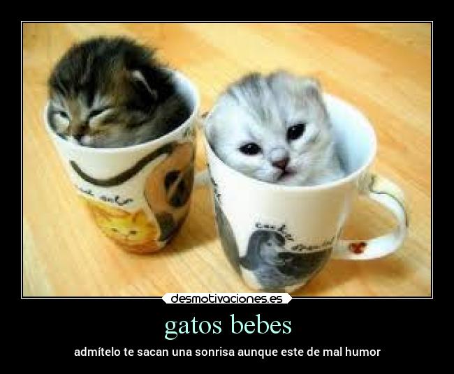 carteles gatos animales tiernos desmotivaciones