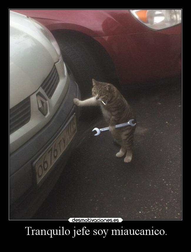 Tranquilo jefe soy miaucanico. - 