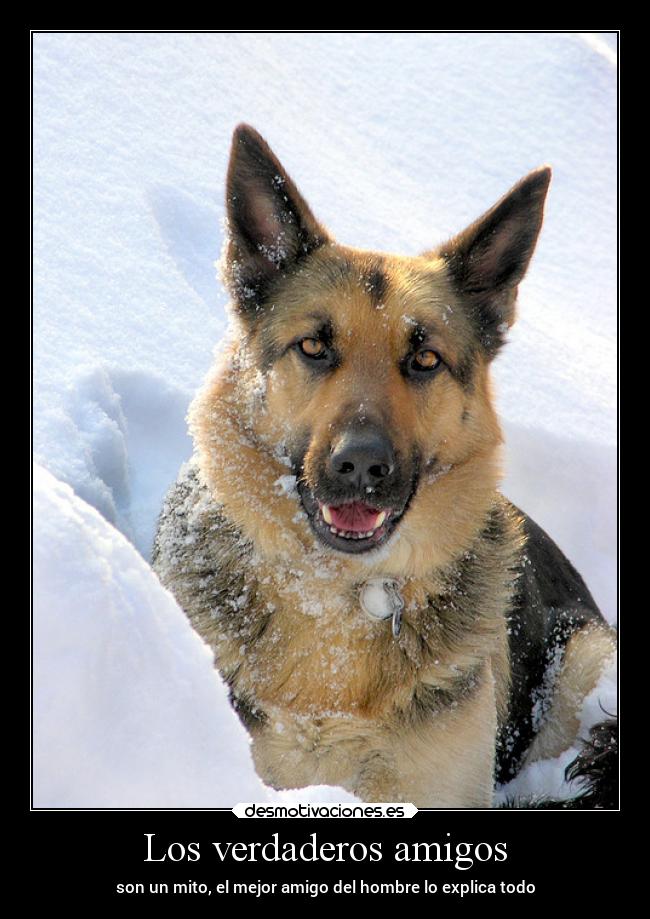 Los verdaderos amigos -