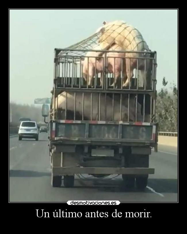 carteles animales sexo muerte desmotivaciones