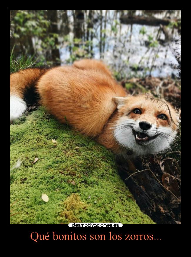 Qué bonitos son los zorros... -