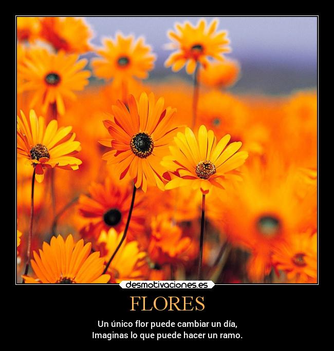 FLORES - Un único flor puede cambiar un día,
Imaginas lo que puede hacer un ramo.