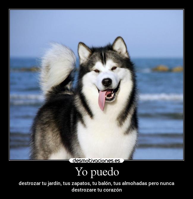 Yo puedo - destrozar tu jardín, tus zapatos, tu balón, tus almohadas pero nunca
destrozare tu corazón