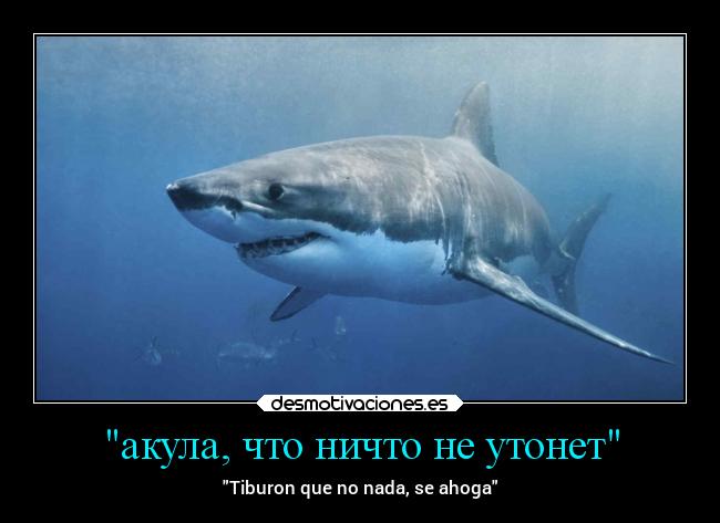 акула, что ничто не утонет - Tiburon que no nada, se ahoga