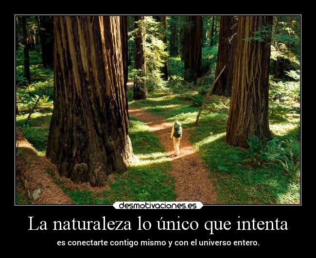 La naturaleza lo único que intenta - es conectarte contigo mismo y con el universo entero.