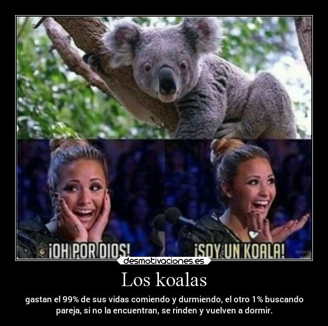 Los koalas - gastan el 99% de sus vidas comiendo y durmiendo, el otro 1% buscando
pareja, si no la encuentran, se rinden y vuelven a dormir.