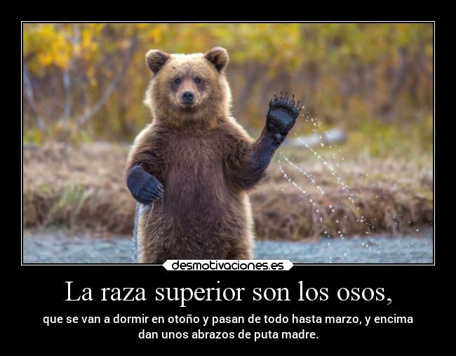 La raza superior son los osos, - 