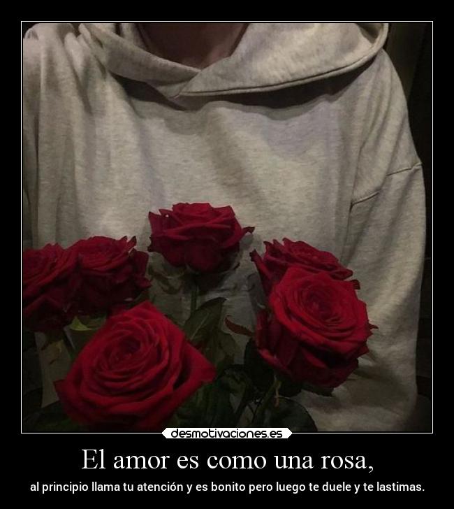 El amor es como una rosa, - al principio llama tu atención y es bonito pero luego te duele y te lastimas.