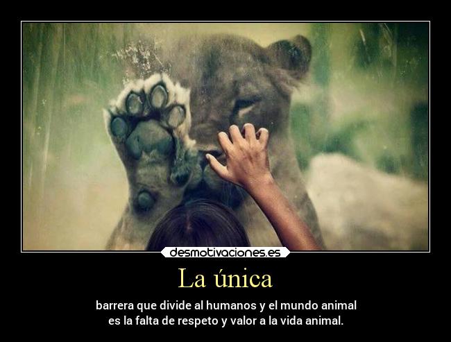 carteles animales confianza debilidad desmotivaciones distancia enemigo amistad frases ignorancia libertad desmotivaciones