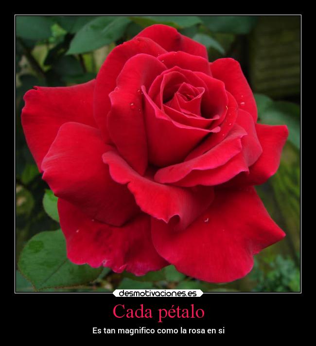 carteles desmotivaciones rosas magnifico totalidad complemento desmotivaciones