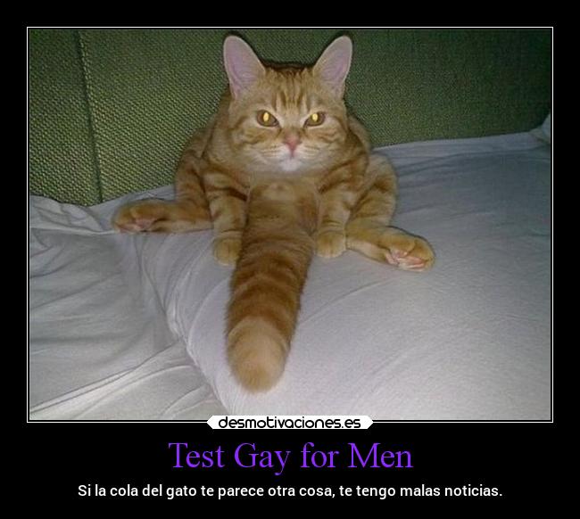 Test Gay for Men - Si la cola del gato te parece otra cosa, te tengo malas noticias.