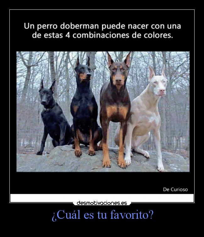 carteles animales doberman colores blanco azul desmotivaciones