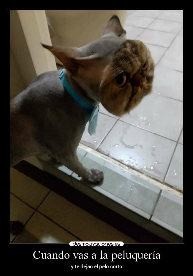 Cuando vas a la peluquería - y te dejan el pelo corto