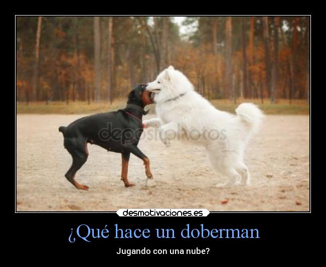 carteles animales perros doberman samoyedo nubeandante draconequus49 desmotivaciones