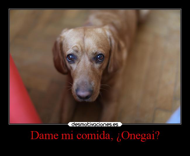 carteles comida animales humor comida desmotivaciones